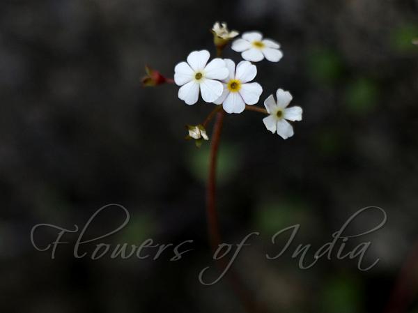 Geranium Rock Jasmine